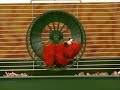 Elmo S World Pets Imagination