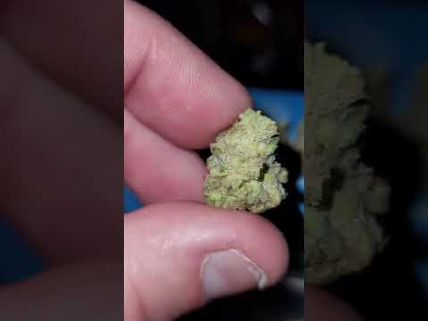 💎💎💎BABBY POWDER COOKIES KHALIFA KUSH STRAIN 🚨🚨🚨