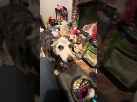 “Chiche” makes sense. #tmndoggos #dogs #dog #dogsofyoutube