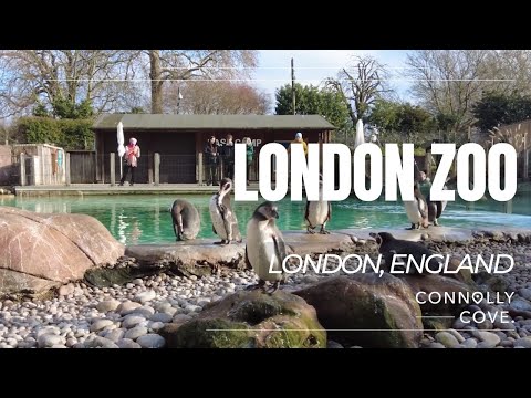 London Zoo | ZSL London Zoo | London | England | Things To Do In London | Travel Vlog