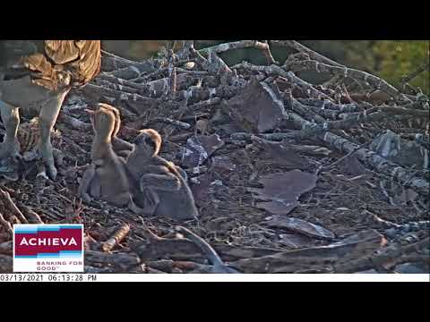Achieva Osprey Cam 13.03.2021 18:06