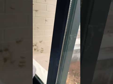 Saved by the window #wasps