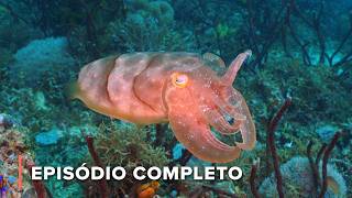 Nascidos do lixo: As estranhas criaturas marinhas da Indonésia | Grande Azul Selvagem 206