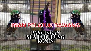 Download lagu KOLIBRI NINJA GACOR MEWAH ISIAN PELATUK BAWANG NEMBAK PANJANG UNTUK MASTERAN mp3