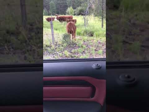 Man Tells An Escaped Cow To Return To Its Field, Cow Promptly Obliges