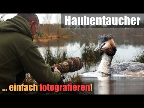 Haubentaucher fotografieren 📷 Ein Tag am ruhigen See, #wildlife #vlog