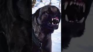 Most Dangerous Dog Breed in The World 🌎  #shorts #dog #dogs #new