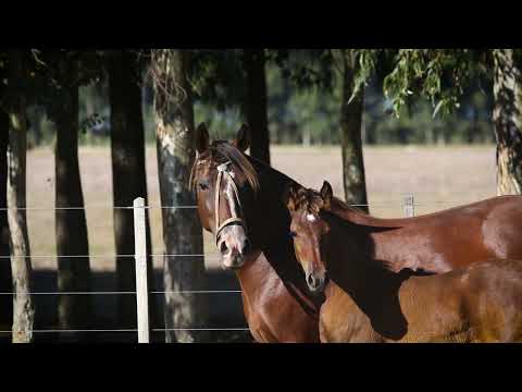 Lote 17 GALOCHA DA TAMANCA
