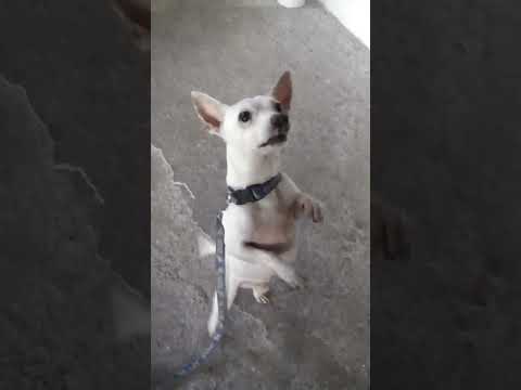 perro bailando#shorts #perros