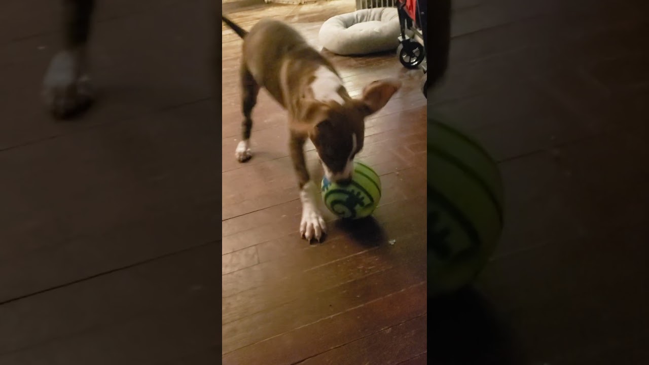 Enlarge Cali, an adoptable mixed breed in Detroit, MI video 2/6