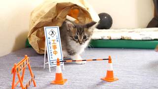 通行止めでもお構いなしのかわいい子猫？【赤ちゃん猫　保護猫】