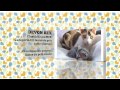 Devon Rex - Devon Rex - Información Sobre Gato Devon Rex