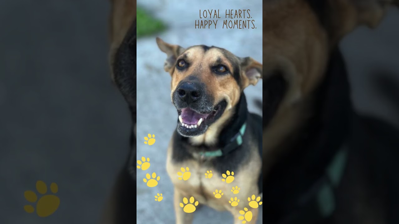 Enlarge Mo, a Adoptable mixed breed in Seattle, WA video 6/6