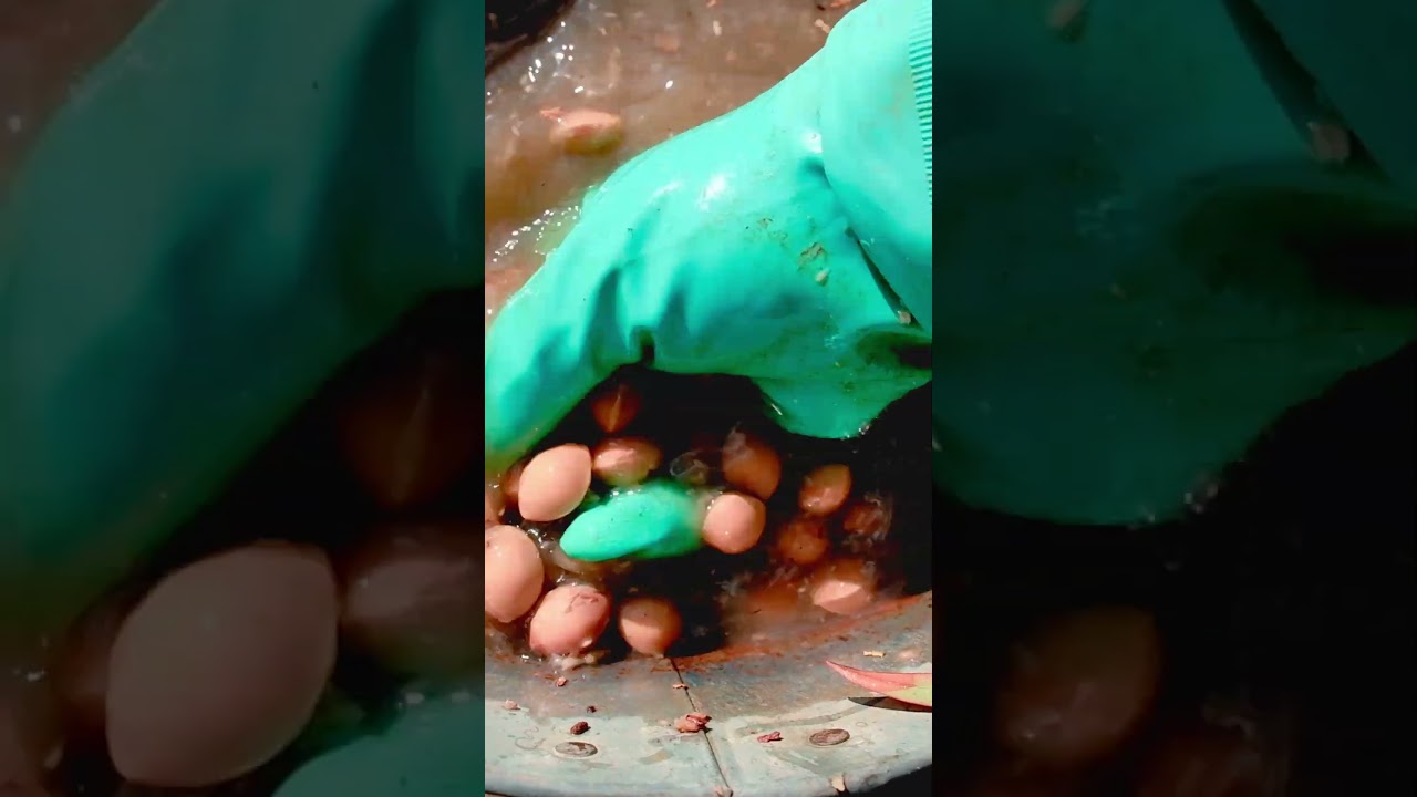 ginkgo foraging in japan