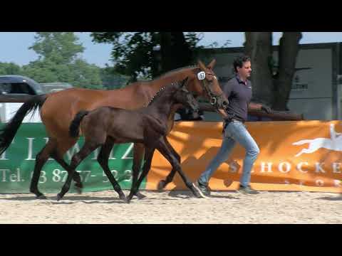 Siebens, Diaron-Lordanos-Landor S