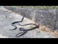 King Cobra Meets Chinese Cobra
