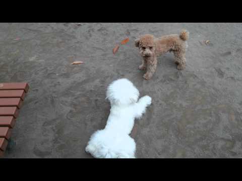 download lagu mp3 mp4 Bichon Frise Vs Toy Poodle, download lagu Bichon Frise Vs Toy Poodle gratis, unduh video klip Bichon Frise Vs Toy Poodle