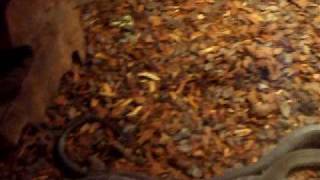 Dendroaspis polylepis (Black Mamba)