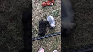 Video preview image #1 Schnauzer (Miniature) Puppy For Sale in MICHIGANTOWN, IN, USA