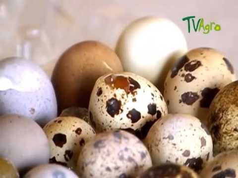 , title : 'How to Breed Quails - TvAgro por Juan Gonzalo Angel'