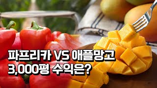 3000평 파프리카 농장을 애플망고로 바꾸려는 이유