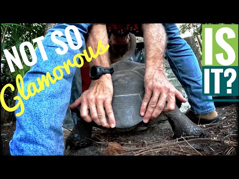 Evenings are a lot of work with BIG Tortoises!