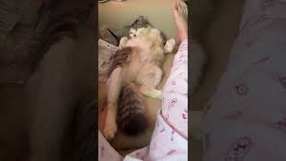 おじさんのようなヌコ(,,ﾟДﾟ) #ネコ #猫