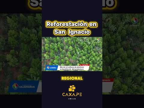 Reforestación de pinos en San Ignacio, Cajamarca #caxape