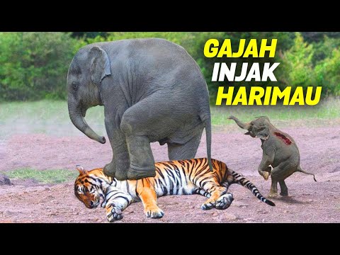 , title : 'Kesalahan Fatal Harimau Mengganggu Anak Gajah! 5 Momen Kekalahan Harimau Vs Gajah Vs Singa Vs Kucing'
