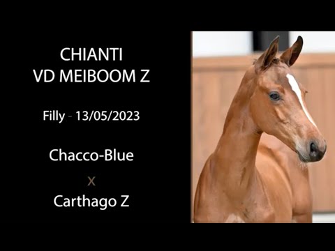 Chianti vd Meiboom Z (Chacco-Blue x Carthago Z)