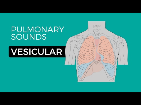 01 _ Normal Lung Sounds - Vesicular breath sounds