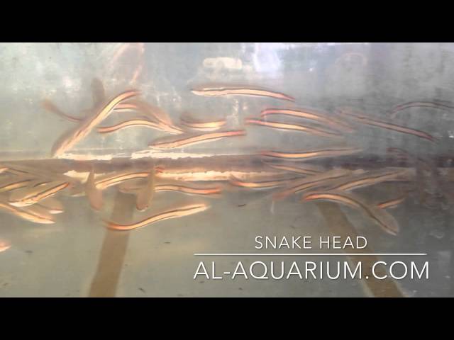 snake head / tropical fish Thailand