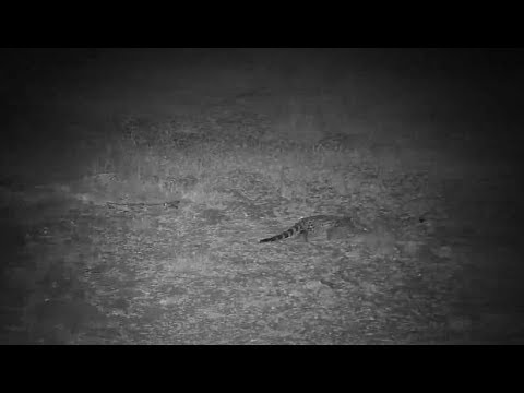 Djuma: Genet out hunting - 18:13 - 07/30/19