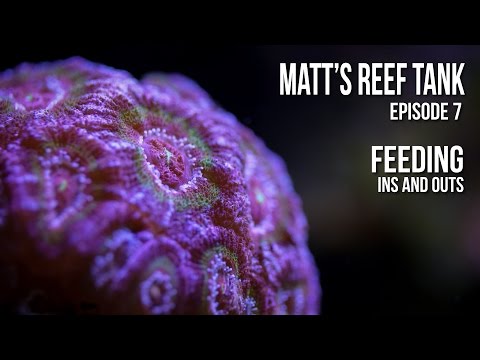 Matt’s Reef Tank | Episode 7 | Feeding