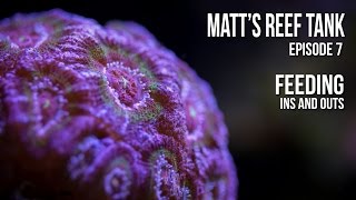 Matt’s Reef Tank | Episode 7 | Feeding
