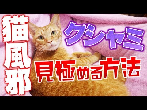 猫の鼻炎 - 原因、症状、治療法