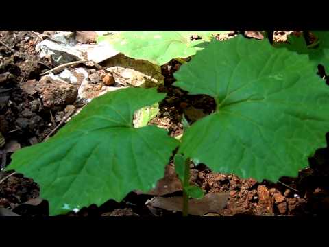 kanaka munthirikal....punaradhivasam