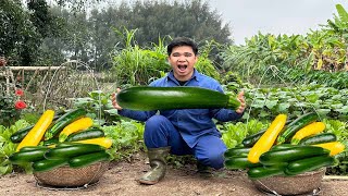 Harvesting zucchini fruits and vegetables goes to the market sell - Stuffed zucchini dish | Anh Farm