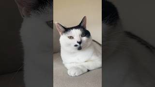 なんか暇で近寄ってきた猫