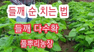 [들깨재배방법] [들들깨 순 치는 방법 다수확 쓰러지지않게