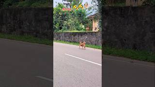 Funny Dogs .🤣🤣🤣🤣🐕🐕 #shortsfeed #shorts #funnyshorts