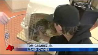 Giant Lizard Gets Lost, Reunited With Owner