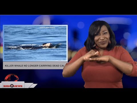 Killer whale no longer carrying dead calf  (ASL - 8.13.18)