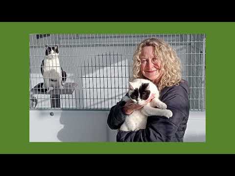Luxury Boarding Cattery and Cat Hotel - Image 2