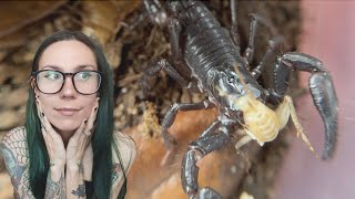 Scorpion STING ACTION!.. 15 *SPICY* baby Asian Forest Scorpions Feeding & Update!