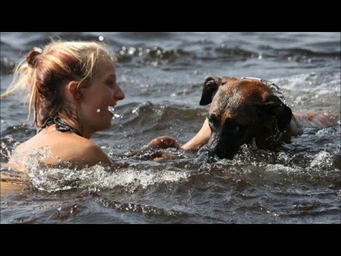 For our dog Nazeer who is recovering from a spinal stroke