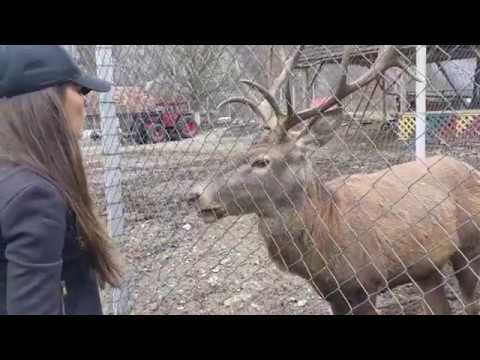 TRAVEL VLOG | Remeti - Transilvania, Romania