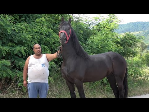 Caii lui Adi de la Rusor, Hunedoara - 2024 Nou!!!