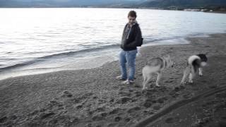 preview picture of video 'Husky e Cane lupo cecoslovacco 2'