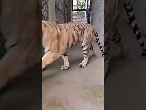 #animals #animal #tiger #snake #esm